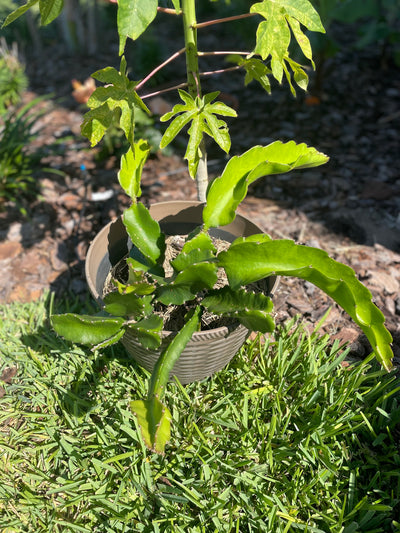 Yellow Dragon Fruit