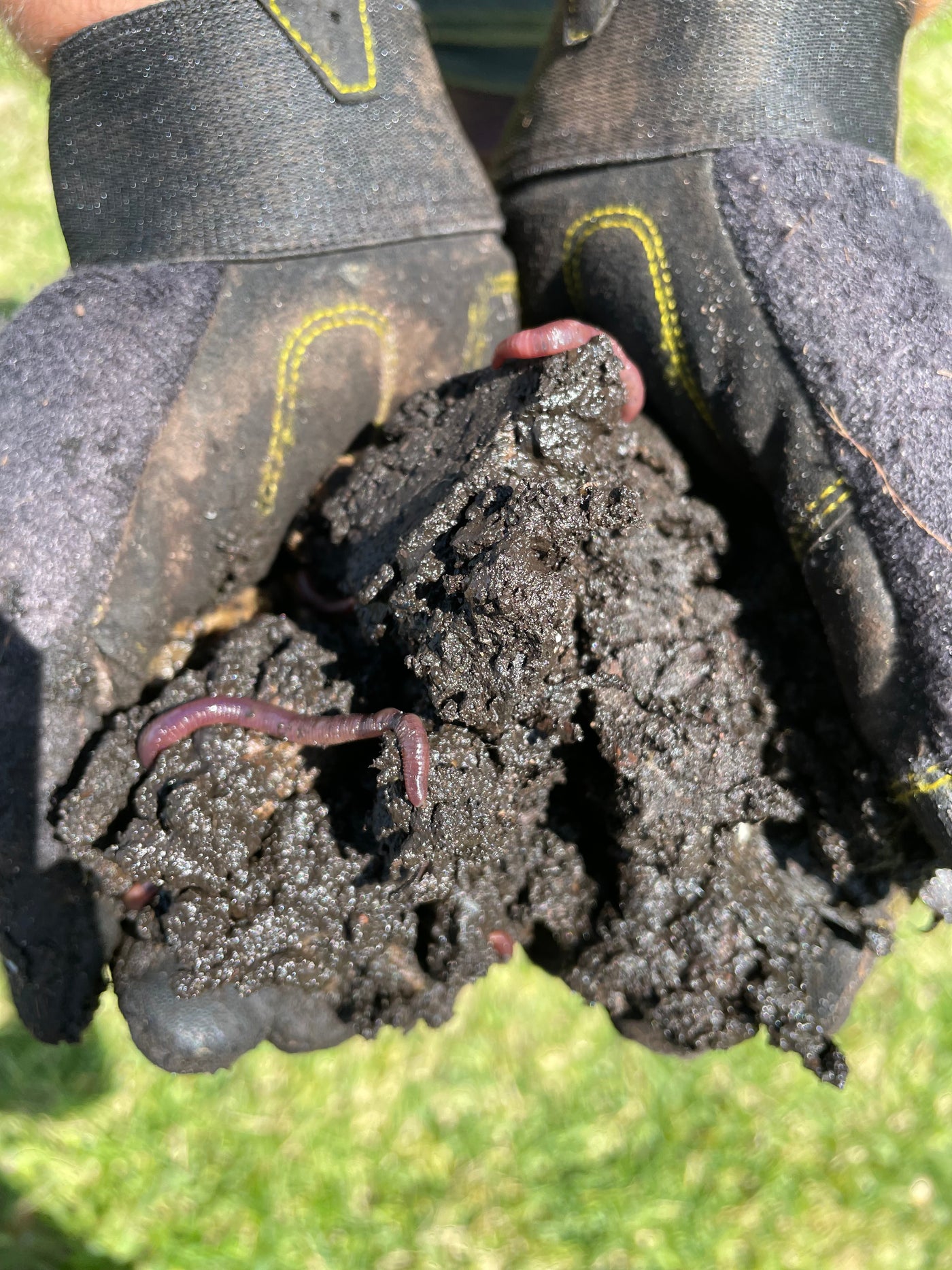 Composting worms