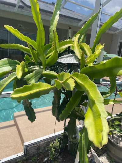 Hailey comet Red dragonfruit