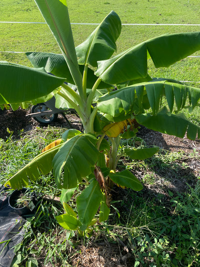 Orinoco Bananas