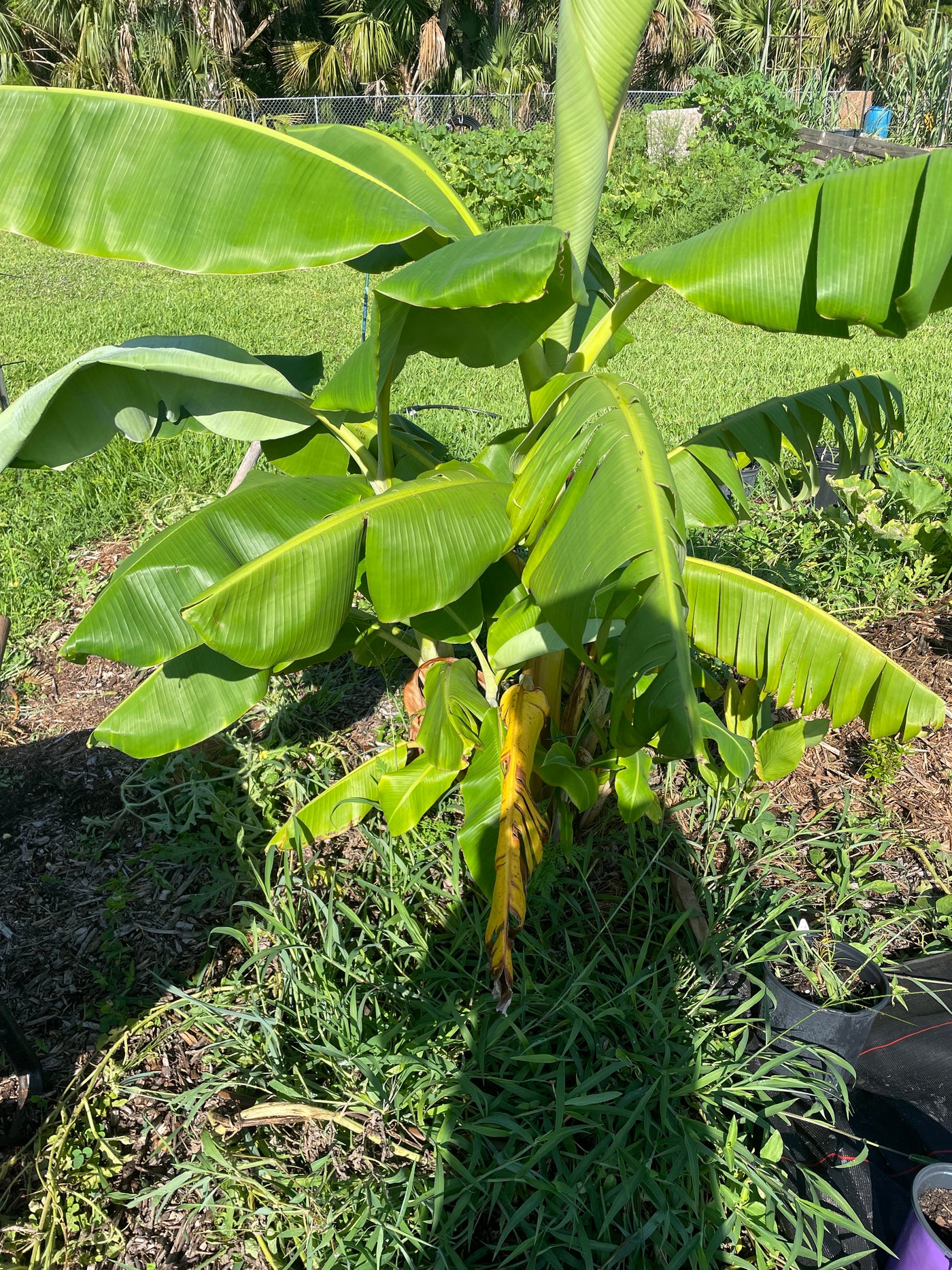 Orinoco Bananas