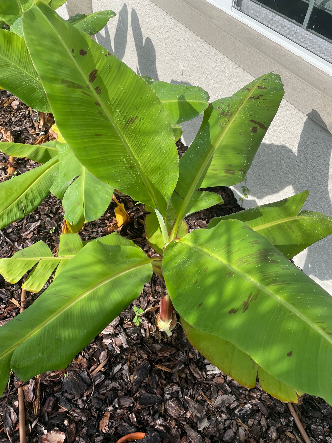 Dwarf variagated Cavendish Banana