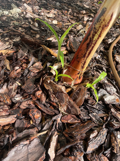Dwarf variagated Cavendish Banana