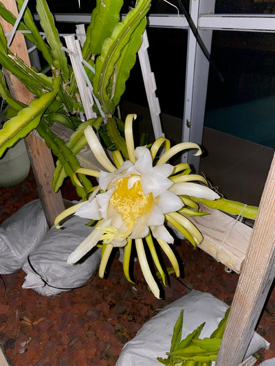 Hailey comet Red dragonfruit