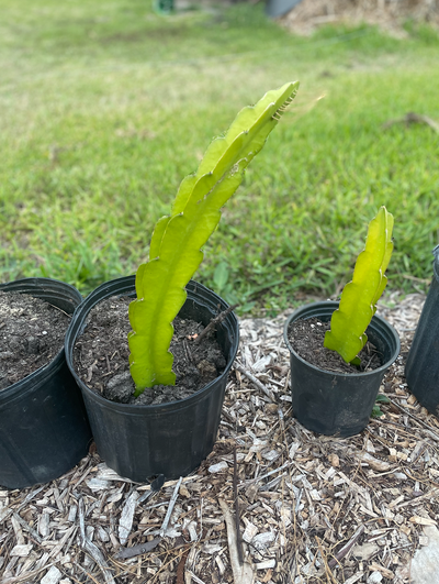 Hailey comet Red dragonfruit